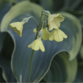 Примула флоринды ф. желтая (Primula florindae)