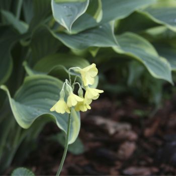 Примула флоринды ф. желтая (Primula florindae)