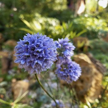 Лук Биса (Allium beesianum)