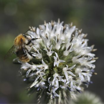 Мордовник шароголовый (Echinops  sphaerocephalus)