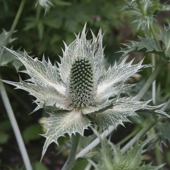 Синеголовник гигантский Silver Ghost (Eryngium giganteum Silver Ghost)