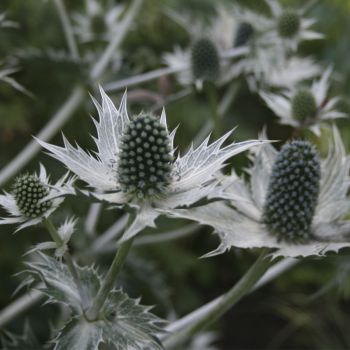 Синеголовник гигантский Silver Ghost (Eryngium giganteum Silver Ghost)