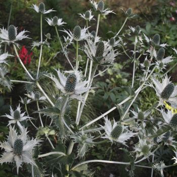 Синеголовник гигантский Silver Ghost (Eryngium giganteum Silver Ghost)