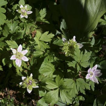 Анемона дубравная Green Crown (A. nemorosa Green Crown)