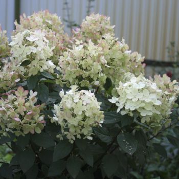 Гортензия метельчатая Panflora (Hydrangea paniculata Panflora)