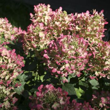 Гортензия метельчатая Panflora (Hydrangea paniculata Panflora)