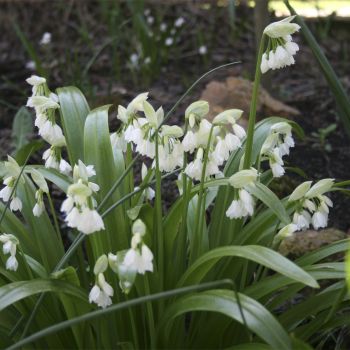 Лук странный (A. paradoxum ssp. normale)