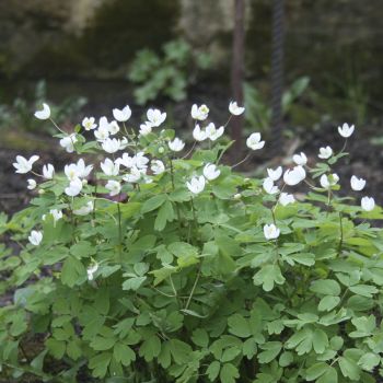 Равноплодник, Изопирум василистниковый (I. thalictroides)