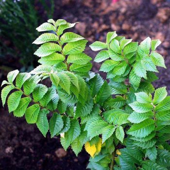 Вяз мелколистный (Ulmus pumila)