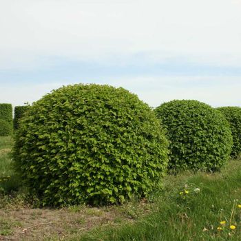 Вяз мелколистный (Ulmus pumila)