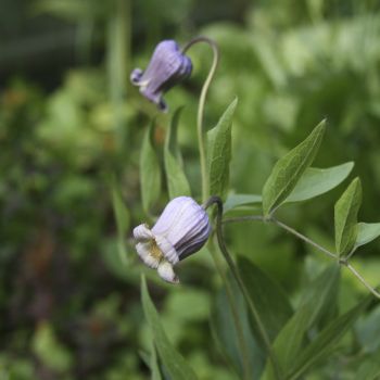 Клематис Фремонтий (Clematis fremontii)