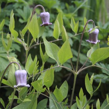 Клематис Фремонтий (Clematis fremontii)