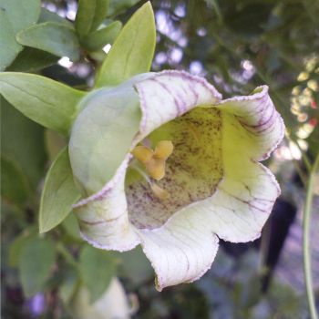 Кодонопсис Ланцетный (Codonopsis lanceolata)