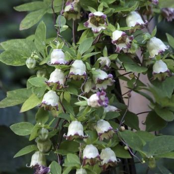 Кодонопсис Ланцетный (Codonopsis lanceolata)