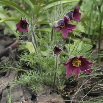 Прострел обыкновенный Red (Pulsatilla vulgaris Red)