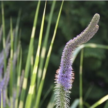 Вероникаструм виргинский Fascination (Veronicastrum virginicum Fascination)