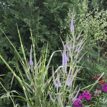 Вероникаструм виргинский Fascination (Veronicastrum virginicum Fascination)