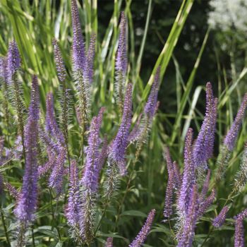 Вероникаструм виргинский Fascination (Veronicastrum virginicum Fascination)