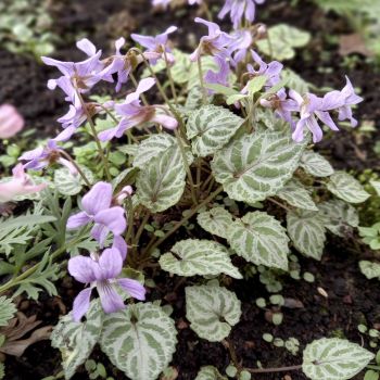 Фиалка Селкирка (Viola selkirkii)