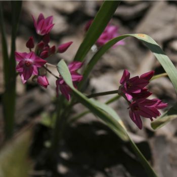 Лук горолюбивый или лук Островского (Allium oreophilum)