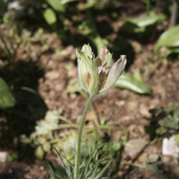 Прострел обыкновенный розово-зеленый (Pulsatilla vulgaris)