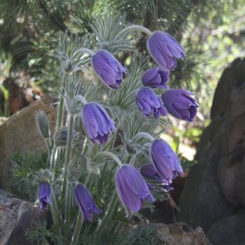 Прострел колокольчатый (Pulsatilla campanella)