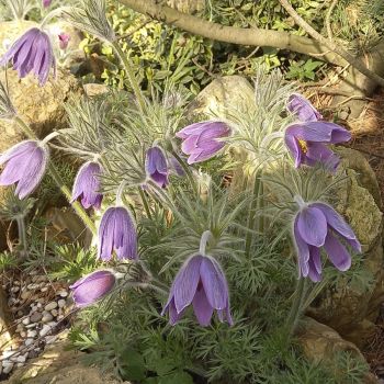 Прострел колокольчатый (Pulsatilla campanella)