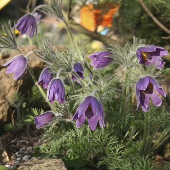 Прострел колокольчатый (Pulsatilla campanella)