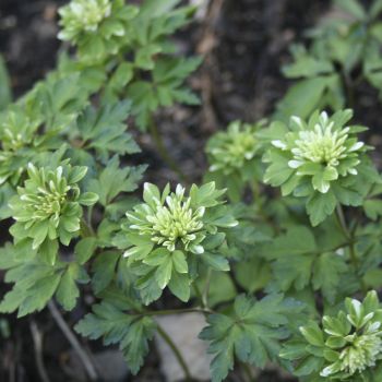 Анемона дубравная Amelia (A. nemorosa Amelia)