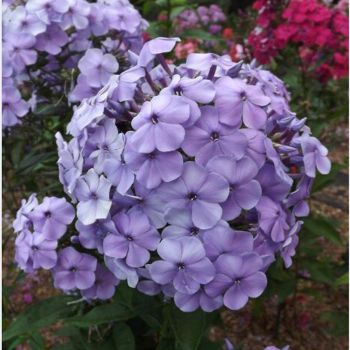 Флокс метельчатый Дунай (Австрия) (Phlox paniculata Donau (Austria))