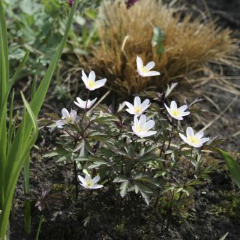 Анемона дубравная Stars in the Night (A. nemorosa Stars in the Night)