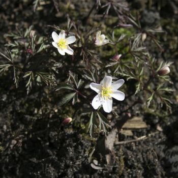 Анемона дубравная Stars in the Night (A. nemorosa Stars in the Night)