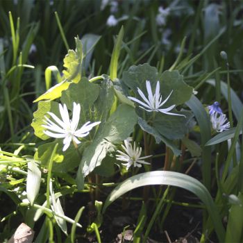 Сангвиная канадская Star (S. canadensis Star)