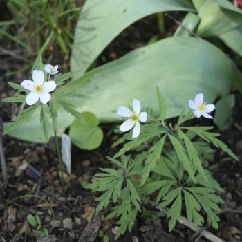 Анемона голубая (A. caerulea)