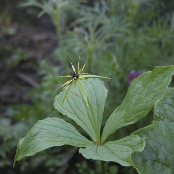 Парис (P. guardifolia)