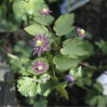 Анемонелла Double Purple (A. thalictroides Double Purple)