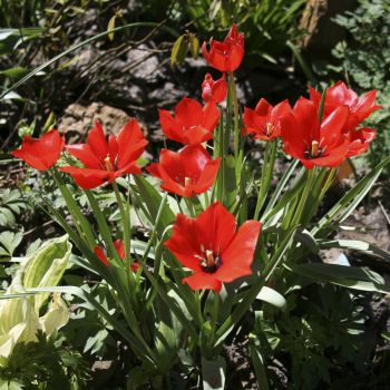 Тюльпан Bloemenlust (Tulipa praestans Bloemenlust)