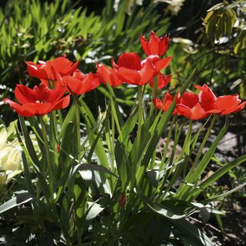 Тюльпан Bloemenlust (Tulipa praestans Bloemenlust)