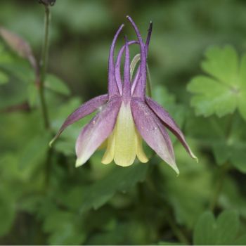 Аквилегия веерная Смородиновый Лед (A. flabellata Blackcurrant Ice)