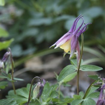 Аквилегия веерная Смородиновый Лед (A. flabellata Blackcurrant Ice)