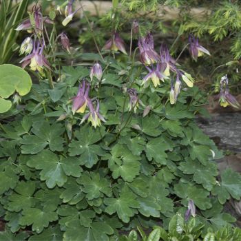 Аквилегия веерная Смородиновый Лед (A. flabellata Blackcurrant Ice)