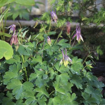 Аквилегия веерная Смородиновый Лед (A. flabellata Blackcurrant Ice)