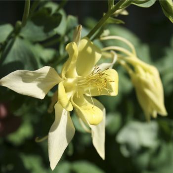 Аквилегия голубая (A. x caerulea 'Origami Yellow')