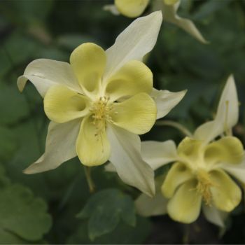 Аквилегия голубая (A. x caerulea 'Origami Yellow')