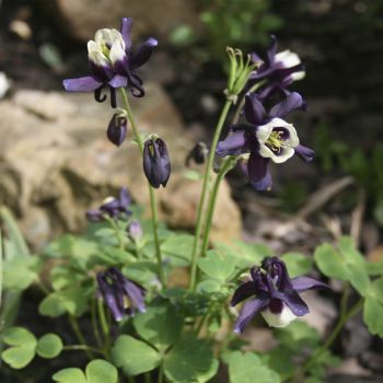 Аквилегия веерная темно-синия (A. flabellata)