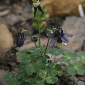 Аквилегия веерная темно-синия (A. flabellata)