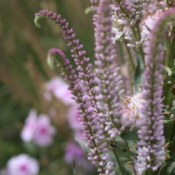 Вероникаструм виргинский Erica (V. virginicum Erica)