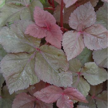 Криптотения японская (Cryptotaenia japonica “Atropurpurea”)