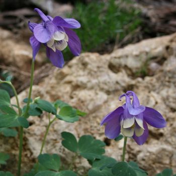 Аквилегия веерная голубая (Aquilegia flabellata)