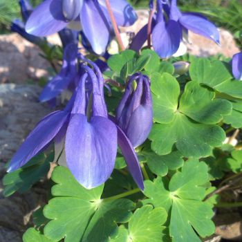 Аквилегия дисколор (Aquilegia discolor)